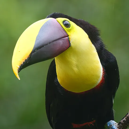 Yellow-throated Toucan